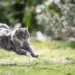 Cat Zoomies