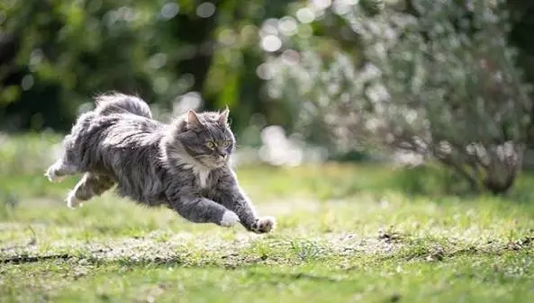 Cat Zoomies