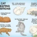 cat sleeping positions