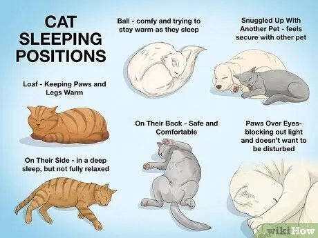cat sleeping positions