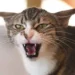 Cat Hissing
