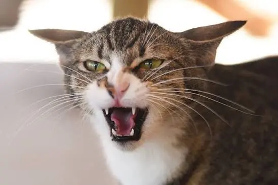 Cat Hissing