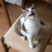 cat trilling