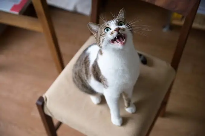 cat trilling