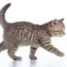cat walking