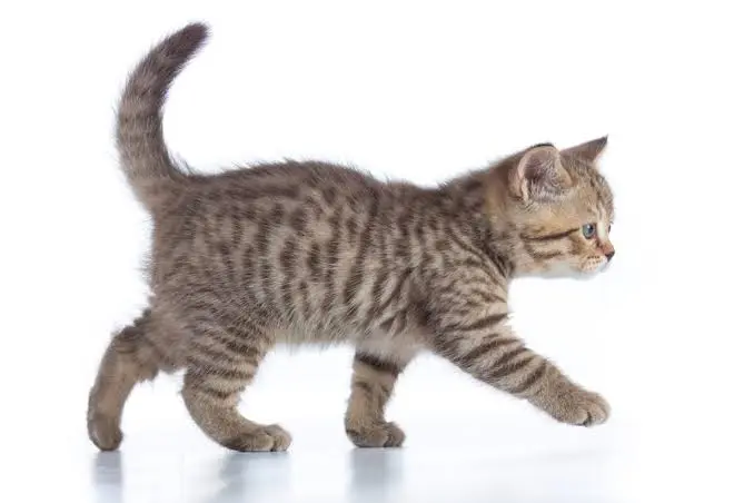 cat walking