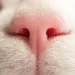 cat nose