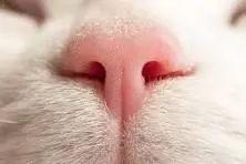 cat nose