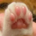 Cat Paws
