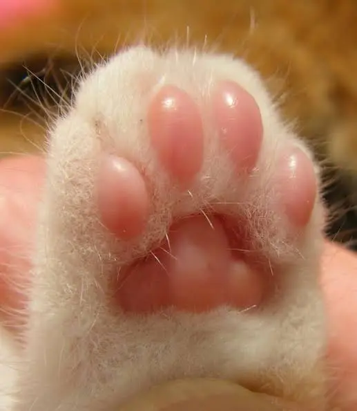 Cat Paws