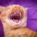 cat teeth