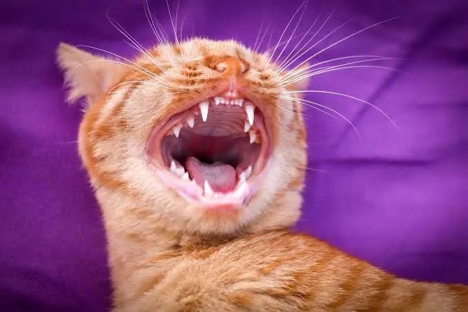 cat teeth