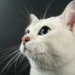 Cat Whiskers