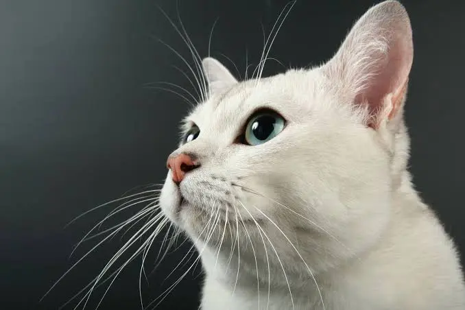 Cat Whiskers