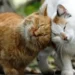 cat head butting