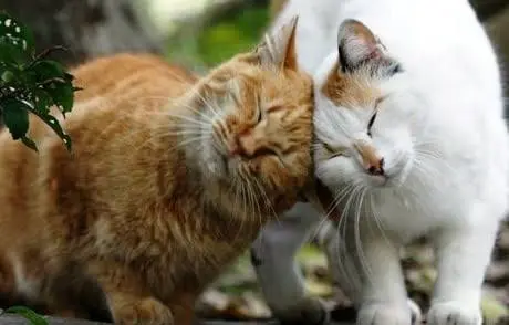 cat head butting