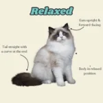 Cat Body Language: Understanding Cat Behavior and Signals