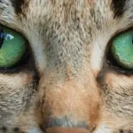 Cat Eye Colors: A Guide to Feline Eye Color Genetics
