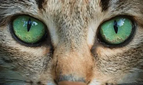 cat eye colors