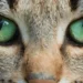 cat eye colors