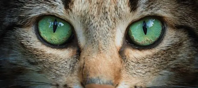 cat eye colors
