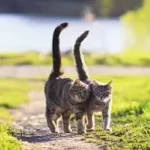 Cat Tail Meanings: What Your Cat’s Tail Is Telling You