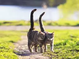 cat tail meanings