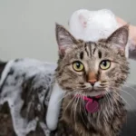 Cat Grooming: Complete Guide to Keeping Your Cat Clean and Healthy