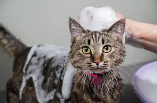 cat grooming
