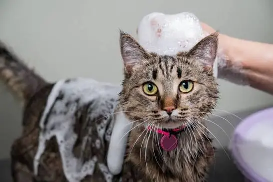 cat grooming