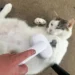 cat brush