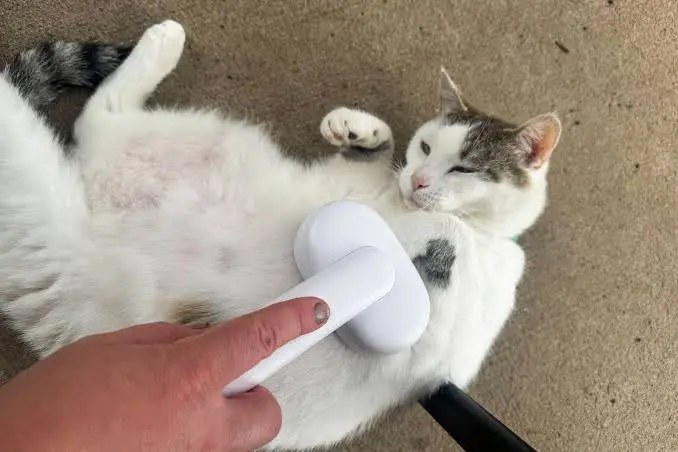 cat brush