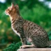 Ocicat